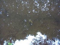 Fischsterben Wipper 1434